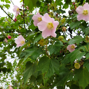 Vente de Matériaux Herbacés Chinois : <span class=keywords><strong>Feuilles</strong></span> de Rose et d'<span class=keywords><strong>Hibiscus</strong></span> Séchées Brutes - Product Image 4