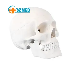 Yetişkin kafatası anatomik modeli yaşam boyutu insan kafatası modeli 3 parça Lab ile çıkarılabilir kafatası belden modelleri