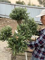 Arbre d'olivier artificiel en soie forgé, haut de gamme, personnalisé, de 1,8 m, pour décoration au sol, qualité supérieure, Pâques
