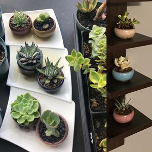 وعاء زهور مزجج صغير للنباتات النضرة ، حاوية صبار تيراكوتا لطيف ، ديكور حديقة المنزل ، حرفة تصميم تصدع الجليد ، فكرة هدية - Product Image 6