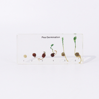 Produit phare : Spécimen de germination de pois en résine pour taxidermie, jouet éducatif pour l'enseignement