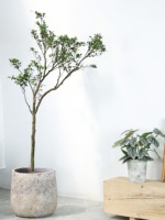 Pot de fleurs rond en ciment de grand diamètre de style Wabi-Sabi pour usage intérieur/extérieur avec Gardenia et Nandina, lieu d'origine : Aucun