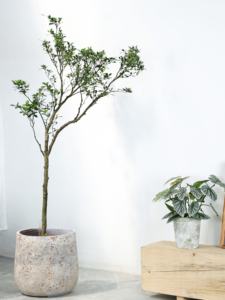 <span class=keywords><strong>Maceta</strong></span> Redonda de Cemento de Gran Diámetro Estilo Wabi-Sabi para Interiores/Exteriores, para Gardenia y <span class=keywords><strong>Nandina</strong></span> - Product Image 3