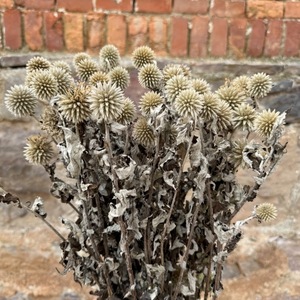 Flores Secas de Cardo Azul, Tallos de <span class=keywords><strong>Echinops</strong></span> a Granel, Cardo Azul Eterno, Rellenos de Flores Secas para Centros de Mesa de Boda - Product Image 1