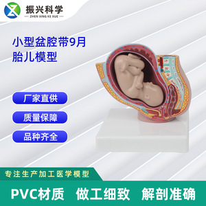 Modèle miniature de bassin féminin avec fœtus à terme : bassin féminin avec fœtus à terme - Explication pédagogique pour l'obstétrique et la gynécologie - Product Image 5