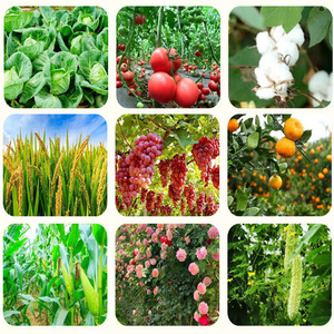 คิเนติน ทีซี ผงผลึกสีขาวนวล สารควบคุมการเจริญเติบโตของพืชไซโตโคนิน มีสินค้าในสต็อก บรรจุภัณฑ์ที่ปรับแต่งได้มีจำหน่าย - Product Image 3