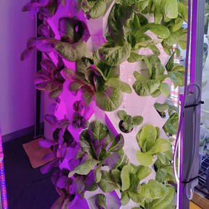 การปลูกพืชในร่มแบบแนวตั้งด้วยระบบ Aeroponic พร้อมไฟ LED สำหรับมะเขือเทศและ<span class=keywords><strong>แตงกวา</strong></span> - Product Image 3