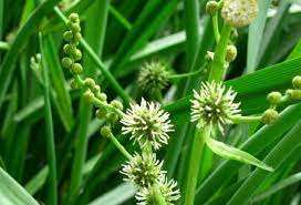 ผงสารสกัดจาก sparkanium stoloniferum, 10:1, 20:1, 30:1; ผงสารสกัดจากสเปรย์น้ำสากาเนียม stoloniferum - Product Image 3