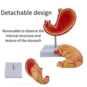 Modelo de estómago grande Natural Simulación 2 componentes Mucosa gástrica Sistema neuromuscular vascular Desmontaje Ciencia médica - Product Image 4