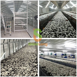 Lampe LED Tri-proof pour culture de champignons avec UV pour utilisation en ferme et en tente, indice de protection IP67, garantie de 5 ans - Product Image 2