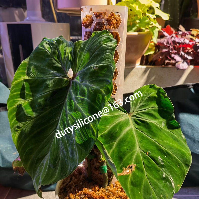 2 Pali Di Muschio In Fibra Di Cocco 120cm Per Piante Rampicanti - Supporto Per Monstera E Piante Da Interno - Foto 9