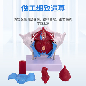 Modelo de simulación para la enseñanza de los músculos del suelo pélvico, pelvis y útero femeninos, estructura pélvica femenina, vejiga y suelo pélvico. - Product Image 4