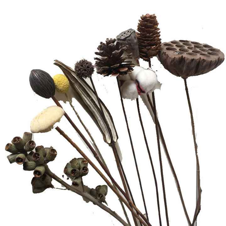 Stems Natural Dry Flowers Cotton Eucalyptus Daisy Decorative Dried