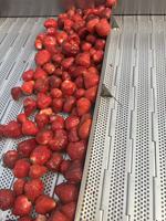Fraises surgelées