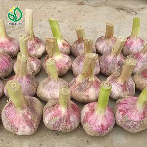 Taze sarımsak yeni mahsul beyaz sarımsak Ail tedarikçisi çin sarımsak fabrikası ile yüksek kalite - Product Image 5