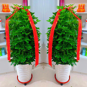 Lotus à sept feuilles en <span class=keywords><strong>pot</strong></span> à bec de canard, plante d'intérieur pour salon, absorbant le formaldéhyde, purifiant l'air, grande plante - Product Image 1