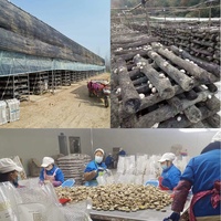 Champignons comestibles de serre cultivés en Chine emballés dans un sac pour la nourriture Tige de champignon shiitake tranchée Offre Spéciale