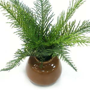 Maceta de Cerámica Premium con Hojas de <span class=keywords><strong>Ciprés</strong></span> <span class=keywords><strong>Llorón</strong></span> Chino y Tierra Negra Rica en Nutrientes para Bonsáis de Interior y Plantas Artificiales - Product Image 5