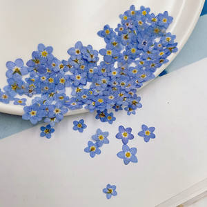 Blue Real Forget Me Not Natural Press Flores secas Myosotis <span class=keywords><strong>para</strong></span> la fabricación de joyas de resina, fabricación de velas y manualidades - Product Image 3