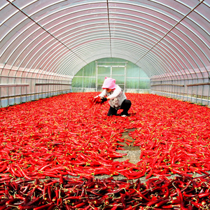 [Biggalchan 1kg] Authentique épice YeongYang pour la cuisine traditionnelle, assaisonnement coréen épicé, poudre de piment - Product Image 5