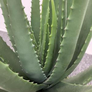 Maceta Artificial <span class=keywords><strong>de</strong></span> Aloe <span class=keywords><strong>Vera</strong></span> para Decoración Interior del Hogar, Plantas Suculentas, Planta Verde, Bonsái, Maceta Suculenta <span class=keywords><strong>de</strong></span> Simulación - Product Image 3