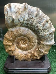 Bouclier naturel Ammonite Pièce ornementale Grand bouclier doré <span class=keywords><strong>Escargot</strong></span> <span class=keywords><strong>fossile</strong></span> Ancien spécimen biologique d'un <span class=keywords><strong>escargot</strong></span> <span class=keywords><strong>de</strong></span> <span class=keywords><strong>mer</strong></span> - Product Image 6