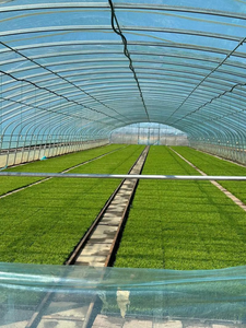 Serra in Plastica Agricola a Basso Costo, Lunga Durata, Vendita Calda, Alta Qualità, Serra a Tunnel Conveniente - Product Image 5