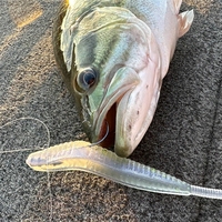 Hameçon de pêche Hover Rig, Leurre souple en plastique, Tête de jig, Rig de pêche en eau moyenne, Équipement de pêche au bar, Matériel terminal, Fabricant grossiste