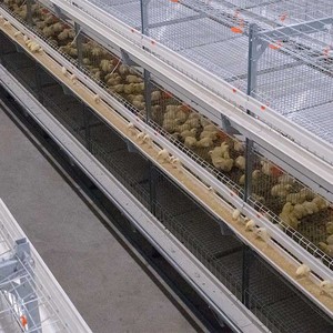 Poulailler pour fermes élevage de volailles poulets de chair 10000 cage à poulets close house - Product Image 5