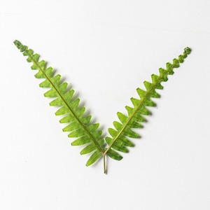 Dicranopteris <span class=keywords><strong>Dichotoma</strong></span> fleur séchée à Double pointe en relief bricolage signets accessoires de bijoux époxy fleur pressée feuilles séchées - Product Image 5