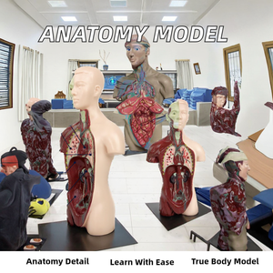 Modello Anatomico di Torso Umano a Mezzo Busto, Modello del Sistema Respiratorio per l'Insegnamento Medico - Product Image 2