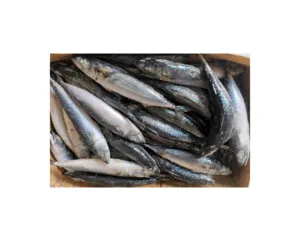 سمك ماكريل مجمد جديد الموسم المأكولات البحرية