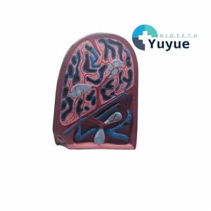 Menschliches Milz-Strukturmodell für Histologie und Anatomie - Lehrmittel für Histologie - Product Image 1