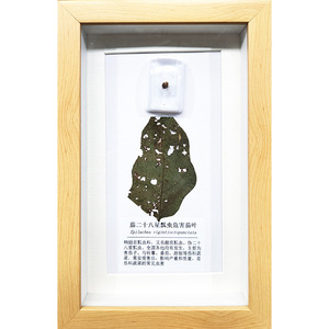 Matériel pédagogique sur la protection des plantes, acheté sur place, pour la recherche et l'enseignement : spécimens d'insectes et de maladies des cultures, et matériel original. - Product Image 2
