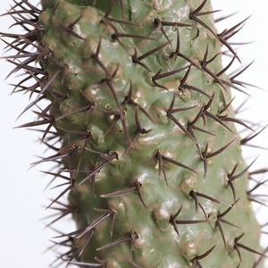 Árbol de Cactus Artificial de 90-167 cm, Plástico Verde, Planta de Euphorbia Artificial en Maceta, Decoración Interior y Exterior - Product Image 3