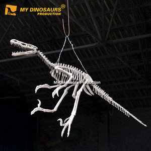 MY DINO Show Festiva - <span class=keywords><strong>Esqueleto</strong></span> <span class=keywords><strong>de</strong></span> <span class=keywords><strong>Dinosaurio</strong></span> <span class=keywords><strong>Velociraptor</strong></span> <span class=keywords><strong>de</strong></span> Tamaño Real en Venta - Product Image 1