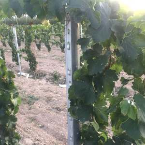 <span class=keywords><strong>Postes</strong></span> <span class=keywords><strong>de</strong></span> Pérgola <span class=keywords><strong>para</strong></span> Viñedos <span class=keywords><strong>de</strong></span> Acero Galvanizado Tratado Térmicamente Estilo Italiano <span class=keywords><strong>de</strong></span> 2.5M <span class=keywords><strong>para</strong></span> Extremos <span class=keywords><strong>de</strong></span> Viñedos - Product Image 6