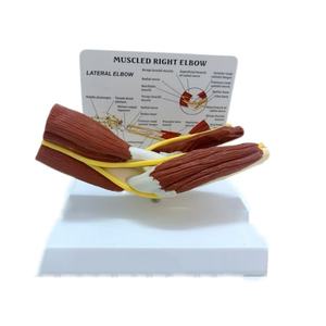 Modèle d'enseignement médical de squelette humain grandeur nature 1:1, bras droit musclé avec articulation du coude, ligaments vasculaires - Product Image 1