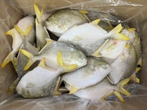 Competitivo pomfret dorato pompano dorato congelato esportatore cinese importatore <span class=keywords><strong>di</strong></span> pesce congelato <span class=keywords><strong>di</strong></span> <span class=keywords><strong>mare</strong></span> - Product Image 3