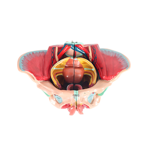 نموذج تشريحي للحوض من كلوريد البولي فينيل لكبار السن من الإناث بما في ذلك الأعضاء التناسلية والأعصاب الوعائية للتدريب على العلوم الطبية في المدارس - Product Image 3