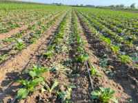 Ruban goutte-à-goutte agricole 16 mm avec émetteurs plats intégrés, résistant aux UV, pour système d'irrigation de jardin, serre et agriculture