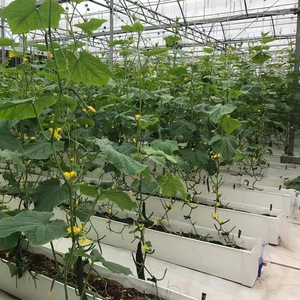 Greenhouse Grow Factory Strawberry Growing Hydroponic Nft Channel <strong>Gutter</strong> Supplied by Factory - Product Image 5