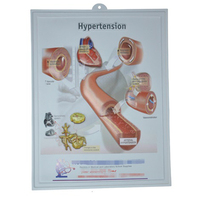Affiche murale éducative en plastique 3D sur l'anatomie médicale de la grossesse et du processus de naissance