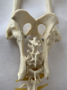 Modèle anatomique d'enseignement Yulin YL2-70009, modèle de la colonne vertébrale lombaire canine, ceinture vertébrale pelvienne, fémur, articulation lombaire canine, squelette - Product Image 4