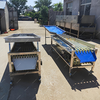 Automatische Maat Sortering Transportband Fruit Grader Orbitale Grootte Nion Sorteerder Machine Aardappel Sorteermachine Bosbessen Sorteermachine