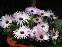 Extrait de plante pure Extrait de Kanna 10:1 Mesembrine Extrait de Sceletium Tortuosum