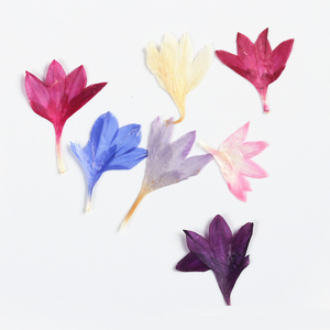 Naturale vero essiccato <span class=keywords><strong>fiordaliso</strong></span> pressato <span class=keywords><strong>fiori</strong></span> <span class=keywords><strong>fiori</strong></span> <span class=keywords><strong>fiori</strong></span> <span class=keywords><strong>fiori</strong></span> secchi Centaurea Cyanus per <span class=keywords><strong>fiori</strong></span> epossidici - Product Image 5