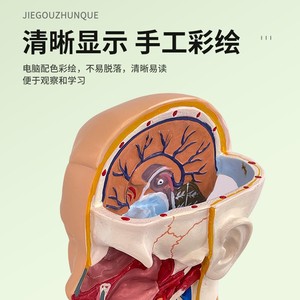 Modelo anatómico de torso bisexual de 55 cm, 21 piezas desmontables, anatomía de órganos humanos, con modelos de órganos internos, para enseñanza. - Product Image 4