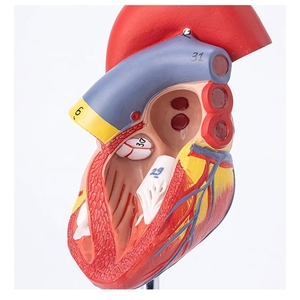 Modelo de Corazón de PVC Médico Directo de Fábrica, Modelo de Órgano de Plástico de Tamaño Natural para Entrenamiento Médico, Maniquí de Descomposición Médica, CE/ISO - Product Image 2