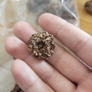 Chong Ying Guo Toàn Bộ Khô Nguyên Liệu Tự Nhiên Actinidia Polygama Trái Cây Cho Mèo Chơi Đồ Chơi - Product Image 6